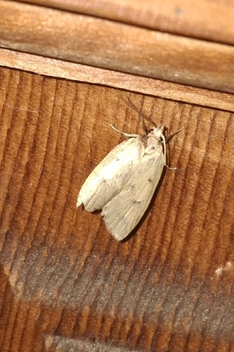 Gold-striped Leaftier Moth