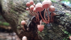 Mycena parsonsii