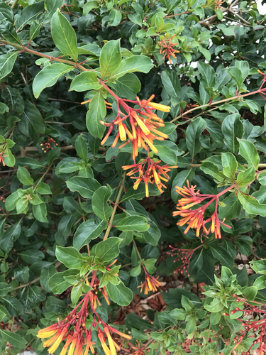 Firebush