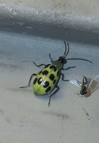 Spotted Cucumber Beetle