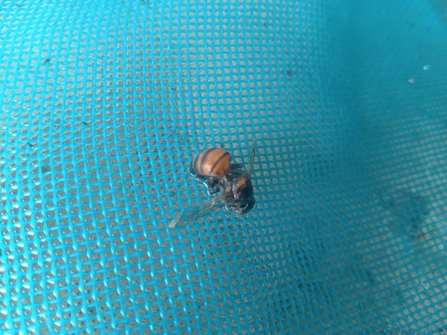 Western Honey Bee