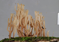Artomyces adrienneae