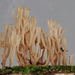 Artomyces adrienneae - Photo 由 Jerry Cooper 所上傳的 (c) Jerry Cooper，保留部份權利CC BY