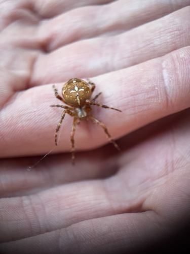 Cross Orbweaver