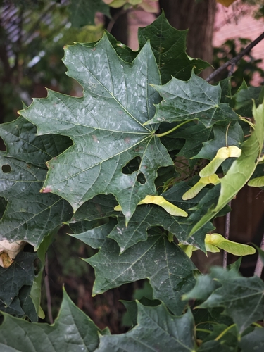 Norway maple
