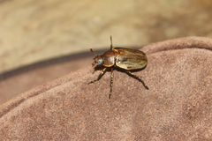 Pelidnota punctulata
