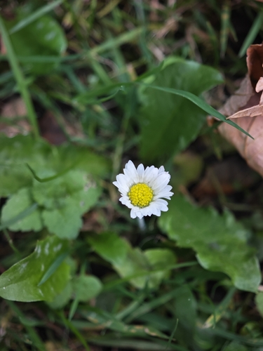 Lawn daisy