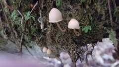 Mycena parsonsii