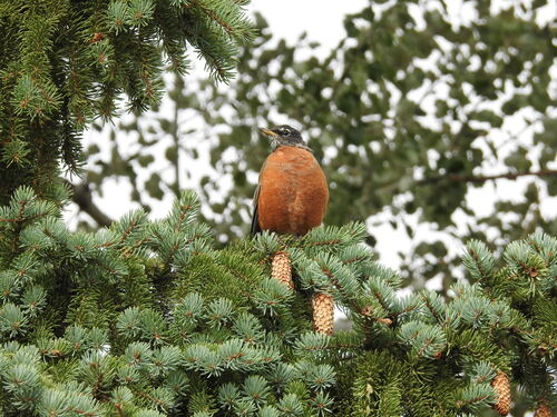 American Robin