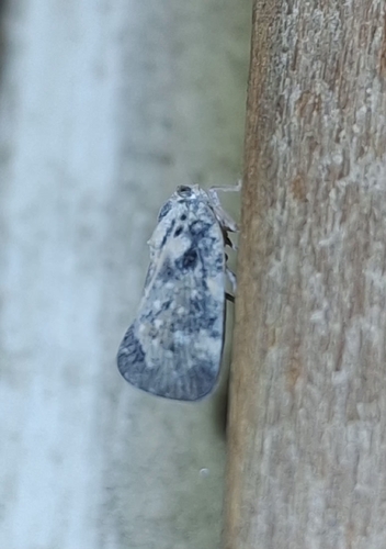 Citrus Flatid Planthopper