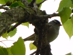 Zonotrichia leucophrys