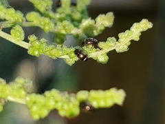 Brachypterus urticae