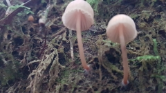 Mycena parsonsii