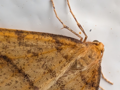 Scarce Umber Moth