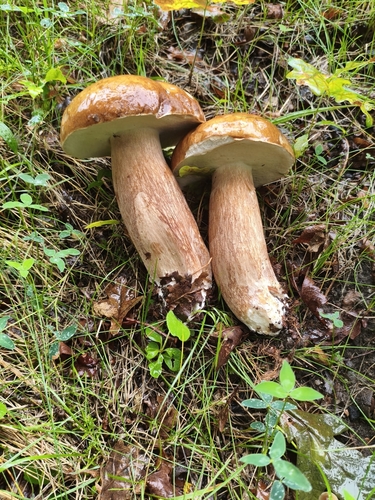 Summer Bolete
