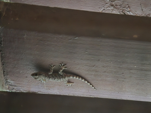 Moorish Gecko