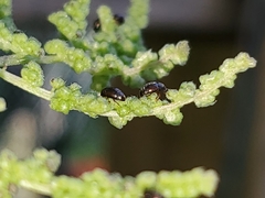 Brachypterus urticae