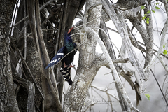 Phoeniculus purpureus marwitzi