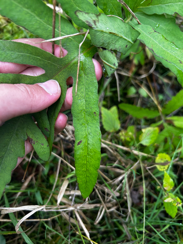 sensitive fern