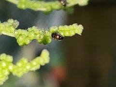 Brachypterus urticae