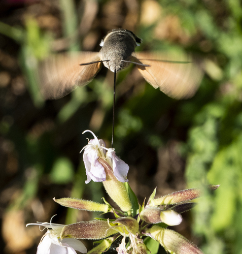 Eurasian Hummingbird Hawkmoth