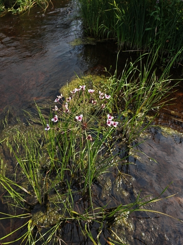 Flowering-rush