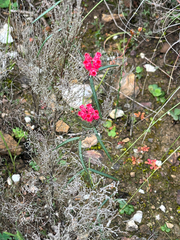 Microloma tenuifolium