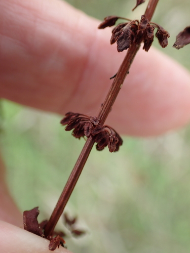 Rumex conglomeratus, photograph 2