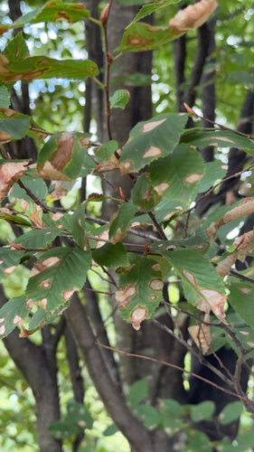 Apiognomonia errabunda, 2026-09-18
