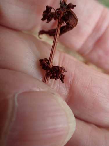 Rumex conglomeratus