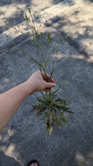 Hypochaeris albiflora, photograph author not stated, no rights reserved