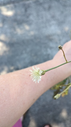 Hypochaeris albiflora, photograph 3