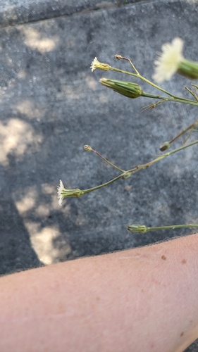 Hypochaeris albiflora, photograph 4