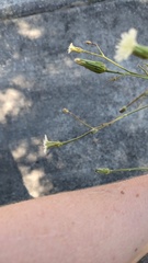 Hypochaeris albiflora, photograph author not stated, no rights reserved