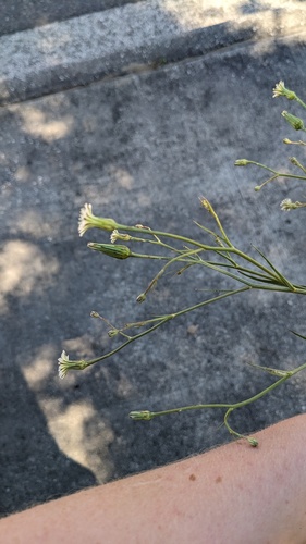 Hypochaeris albiflora, photograph 5