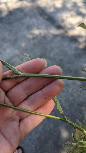 Hypochaeris albiflora, photograph 2