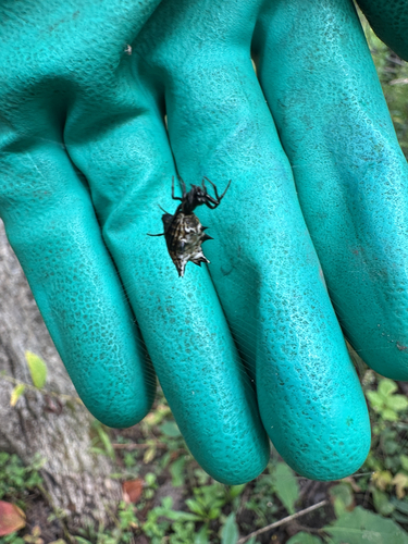 Spined Micrathena