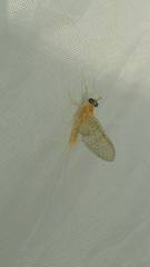 Maccaffertium pulchellum