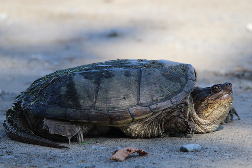 Common Snapping Turtle