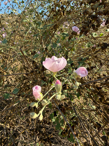 Malacothamnus fasciculatus, photograph 2