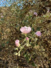 Malacothamnus fasciculatus, photograph (c) Sarah Dillion, some rights reserved (CC BY)