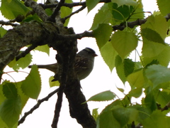 Zonotrichia leucophrys