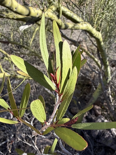 Pleradenophora bilocularis