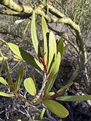 Pleradenophora bilocularis