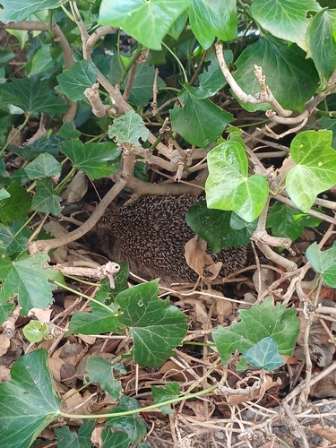 Common Hedgehog