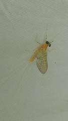 Maccaffertium pulchellum