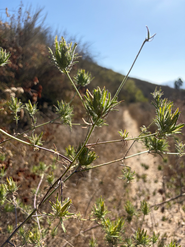 Cordylanthus rigidus