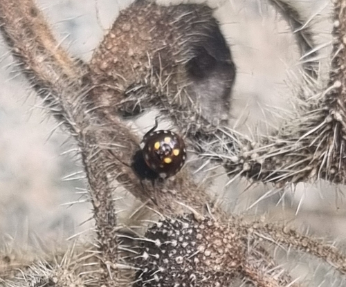 Southern Green Stink Bug