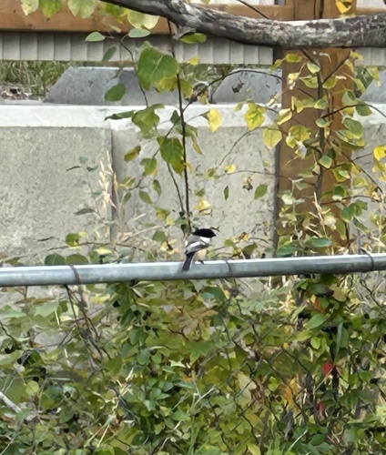 Black-capped Chickadee