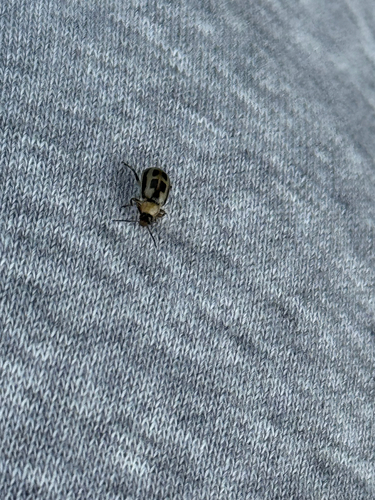 Bean Leaf Beetle
